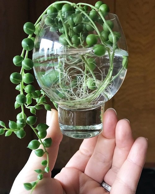 String of Pearls Grow in Water
