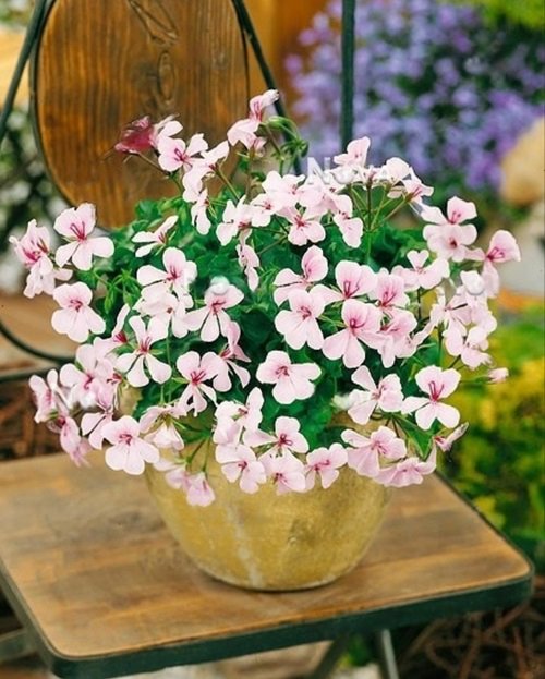 Summer Showers White flower pot on garden table Best White Geraniums