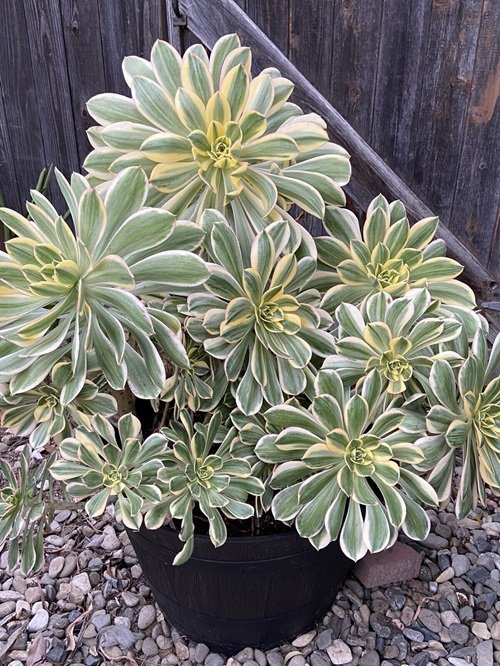 Sunburst Aeonium plant in pot 