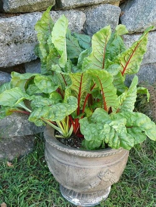 the greatest plants that resemble rhubarb 