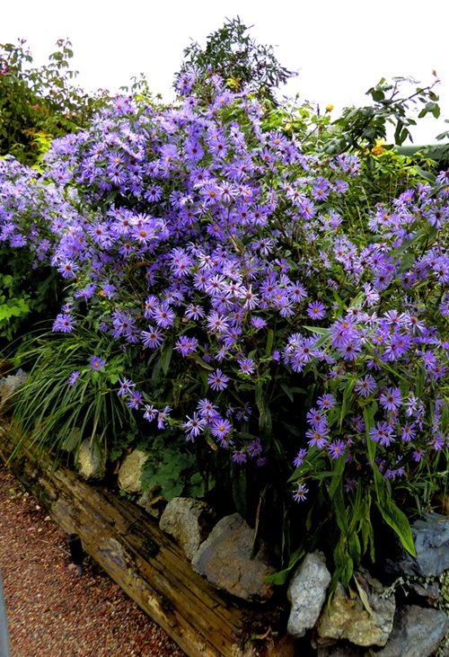 Smooth Blue Aster 