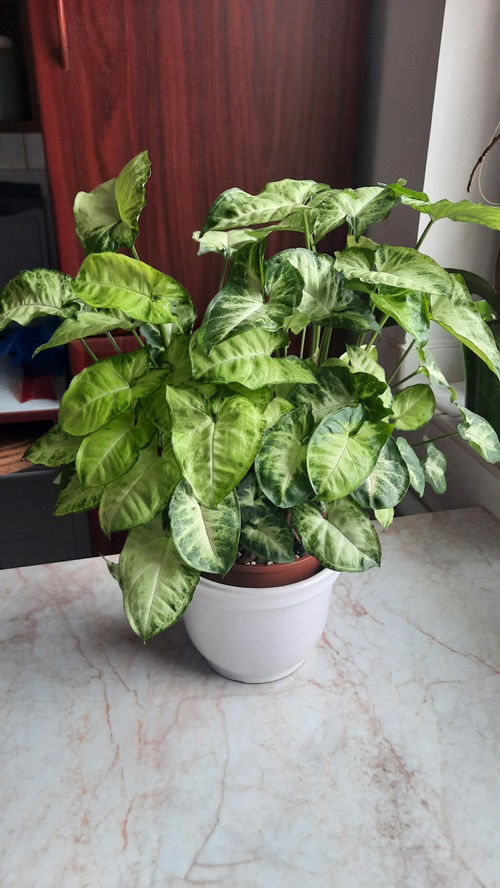 Syngonium Plant Benefits