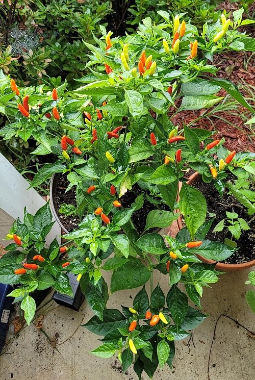 Tabasco Peppers with Vertical Growth