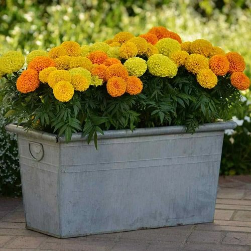 marigold Flowers That Represent Strength