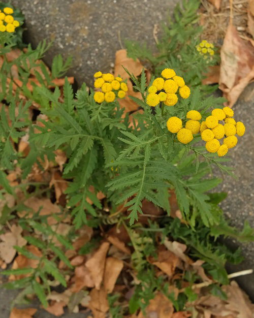 Weeds With Leaves Reminiscent of Marigold