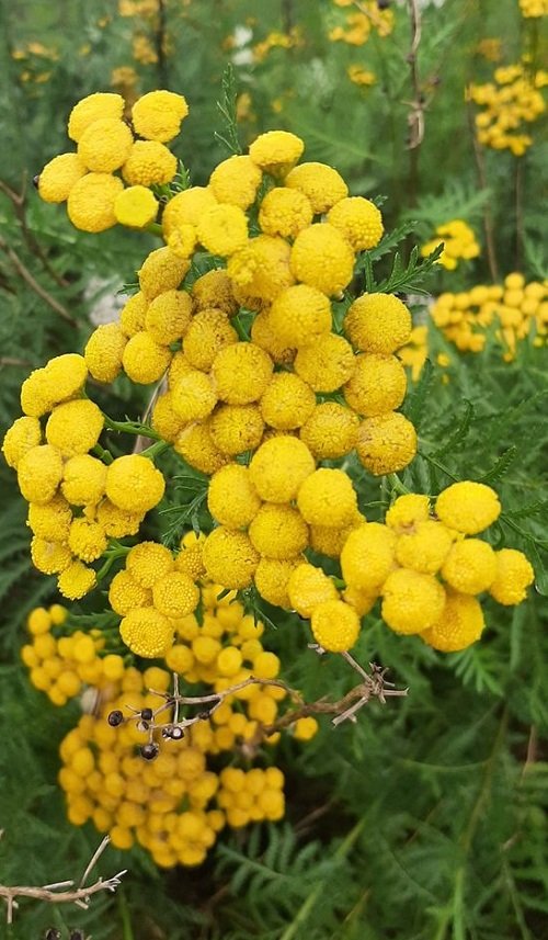  Negative Meanings tansy flower