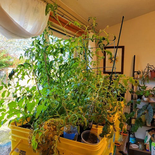 Best Indoor Vegetable Garden Ideas 3