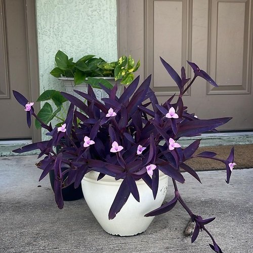 spiderwort Purple-Flowered Indoor Plants