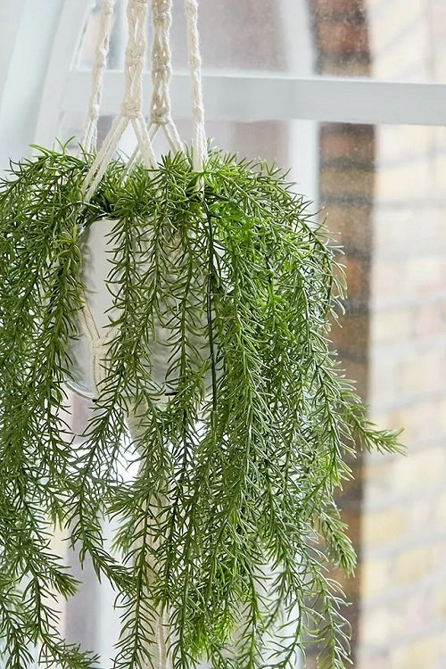 Grow Rosemary in hanging basket