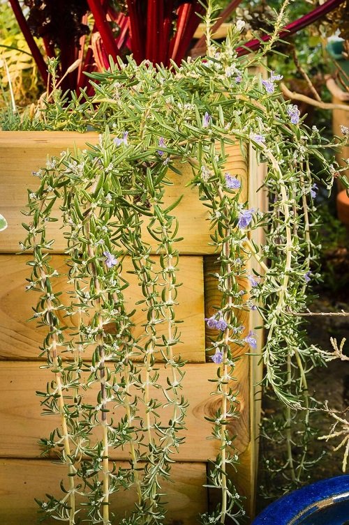 Ways To Grow Rosemary in trellis