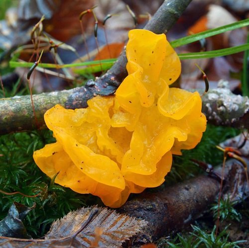 Witches' Butter Plant With Bizarre Name