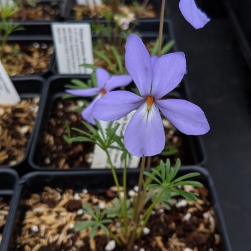 Prairie Violet germination