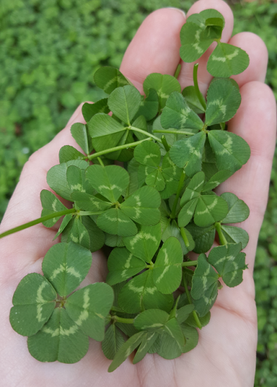 what-does-it-mean-when-you-find-a-four-leaf-clover-balcony-garden-web