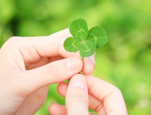 What Does It Mean When You Find a Four Leaf Clover