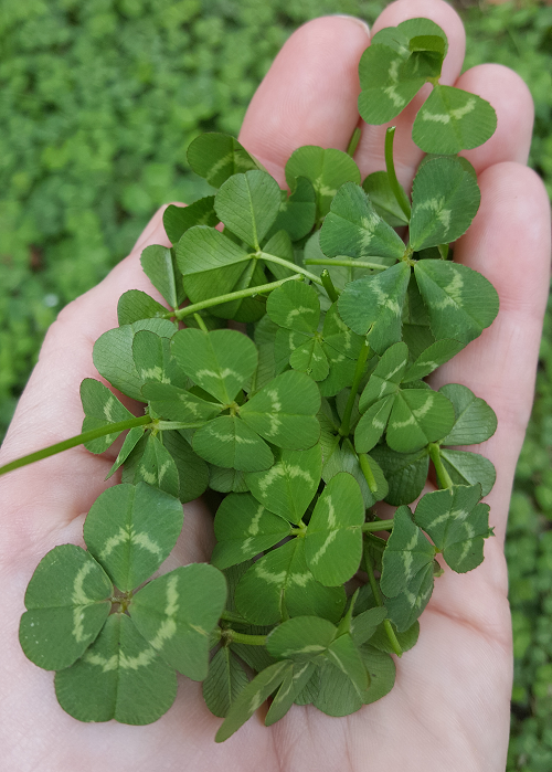 Four Leaf Clover Cultural Meaning and Symbolism