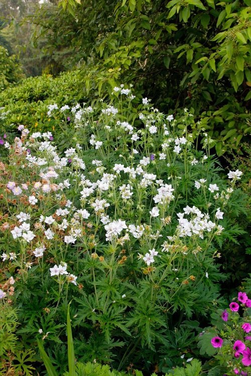 White Meadow Cranesbill geraniums