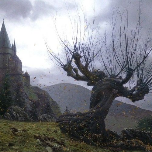 Real Plants from the Harry Potter Universe