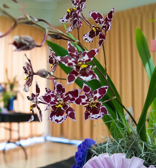 Orchids with a Chocolate Scent