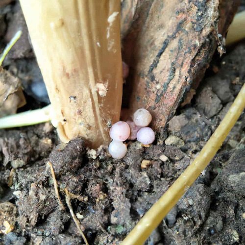 I See Spider Eggs in the Soil 3