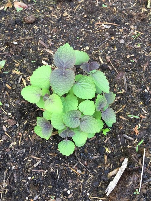 Anise Hyssop from seed in garden