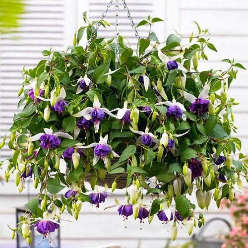  Indoor hanging Plant With Purple Flowers