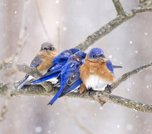 Protect Birds in Winter season 3