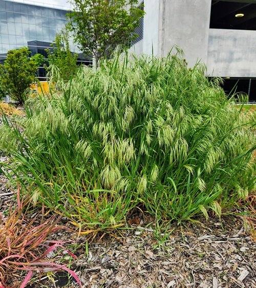 Cheatgrass Weeds that Look Like Wheat