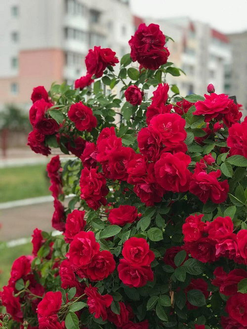 red roses in garden