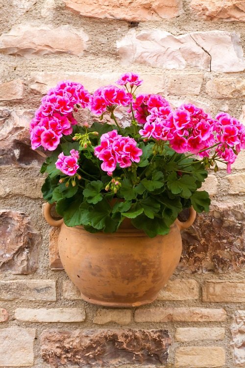 11 Flowers That Look Like Impatiens | Balcony Garden Web