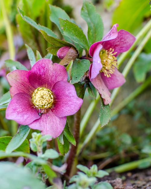 Hellebore flowers show negative meaning. 