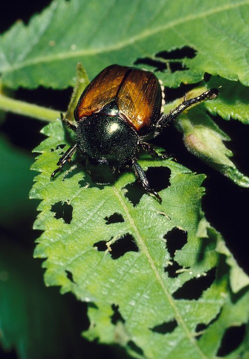Japanese Beetles Come Out