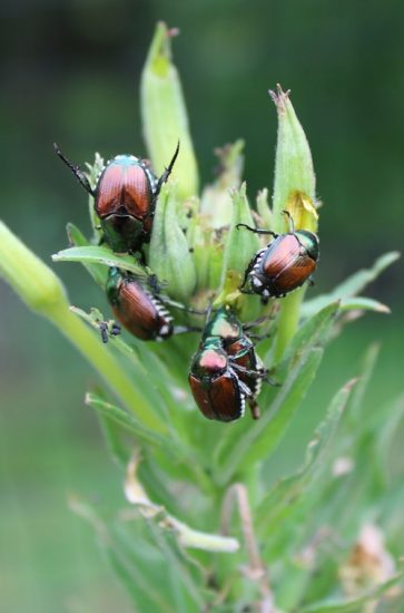 Where Do Japanese Beetles Go at Night | Balcony Garden Web