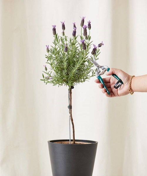 How to Grow a Lavender As a Tree 2