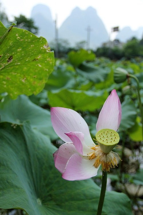 Lotus Fruit in asia