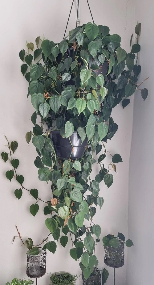 Best Tips and Tricks on Pruning Philodendron