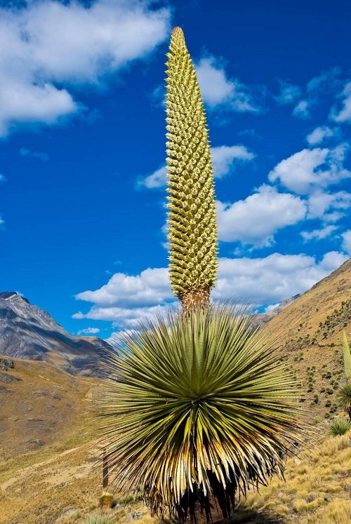  World's Tallest Flowers 2