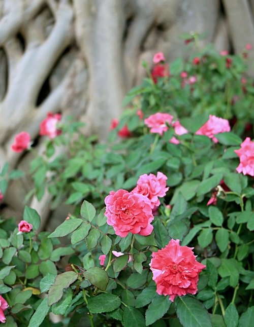 Lokelani Rose Hawaiian Flower