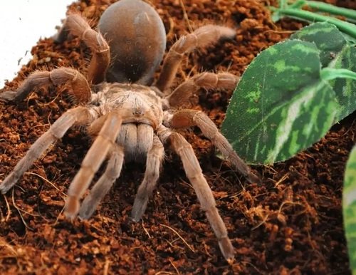 Common Spiders that lays eggs in plant soil 