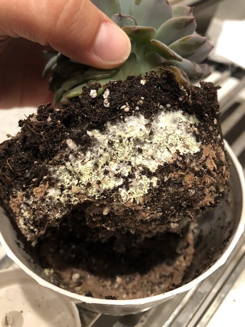 Spider Eggs in Plant Soil 1