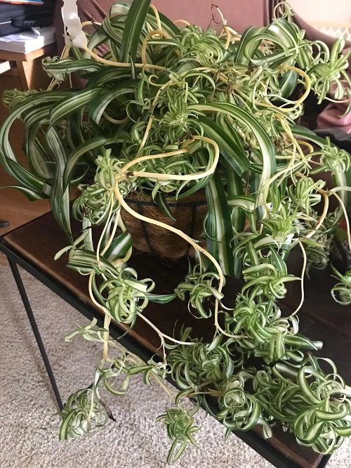 watered Spider Plant Curly and Full