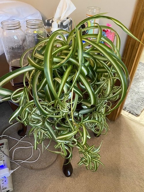 Spider Plant Curly and Full in humidity