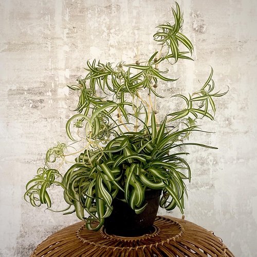 Spider Plant Curly and Full in small planter