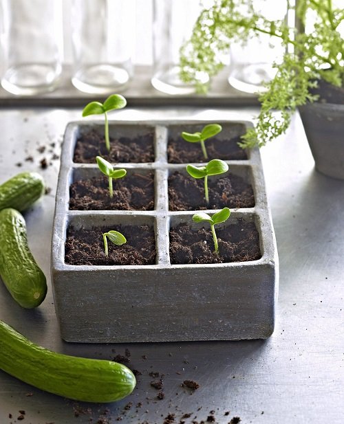 plant vegetables from seedsfor january february