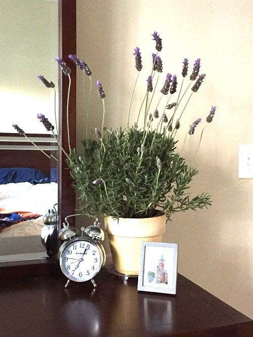 Lavender Plants With Purple Flowers 
