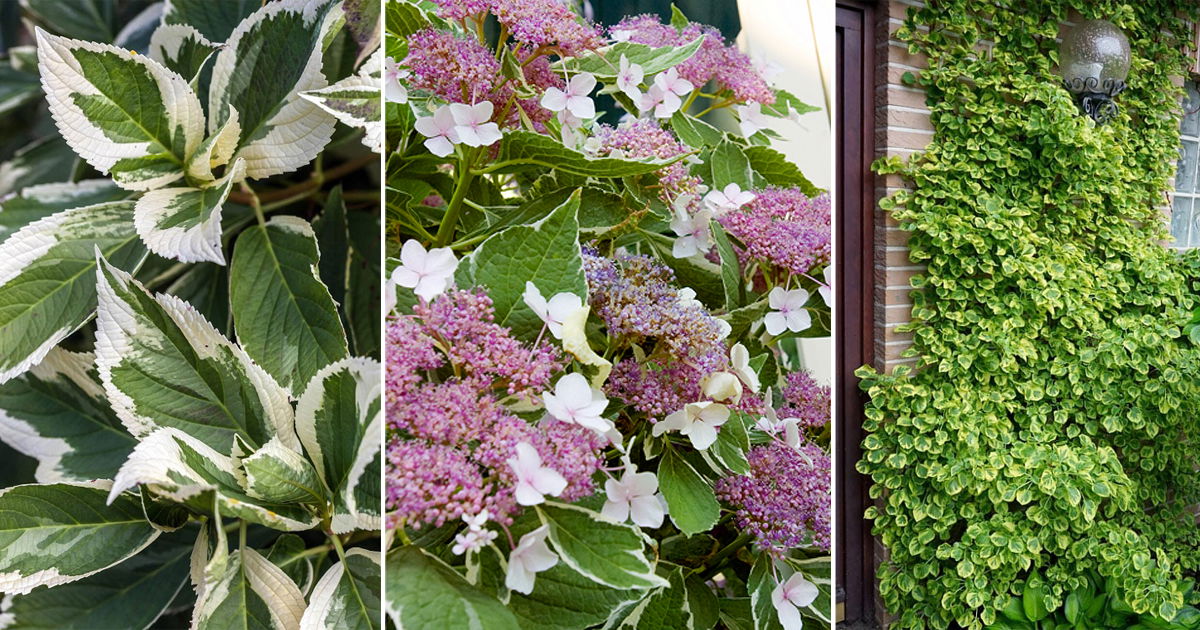 8 Variegated Hydrangea Varieties | Balcony Garden Web