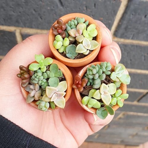 Mini Pots Are the Cutest Thing in hand