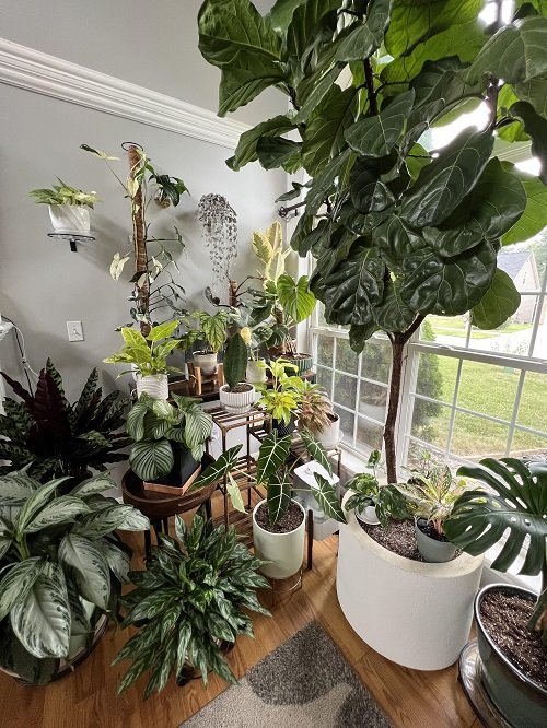 Fabulous Indoor Plant Decor Ideas4