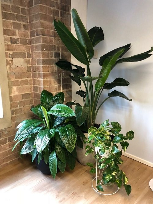 Fantastic Ideas for Indoor Plant Decor