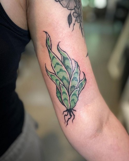 snake plant tattoo designs