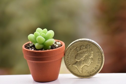  Mini Succulents in pound size Mini Pots 